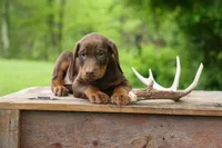 Dexter (Red Rust)🐶, a male Doberman Pinscher for sale in Fresno, OH – 10 of 10