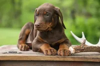 Dexter (Red Rust)🐶, a male Doberman Pinscher for sale in Fresno, OH – 4 of 10