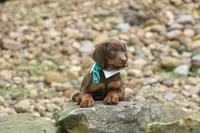 Dexter (Red Rust)🐶, a male Doberman Pinscher for sale in Fresno, OH – 9 of 10