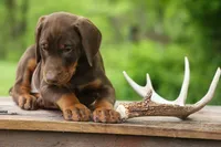 Dexter (Red Rust)🐶, a male Doberman Pinscher for sale in Fresno, OH – 2 of 10