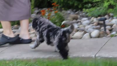 Amber, a female Newfypoo for sale in Fresno, OH – 6 of 6