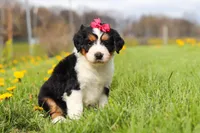 Teyana, a female Miniature Bernedoodle for sale in Fresno, OH – Photo 5 of 5