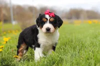 Teyana, a female Miniature Bernedoodle for sale in Fresno, OH – Photo 3 of 5