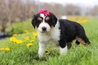 Teyana, a female Miniature Bernedoodle for sale in Fresno, OH – Photo 4 of 5
