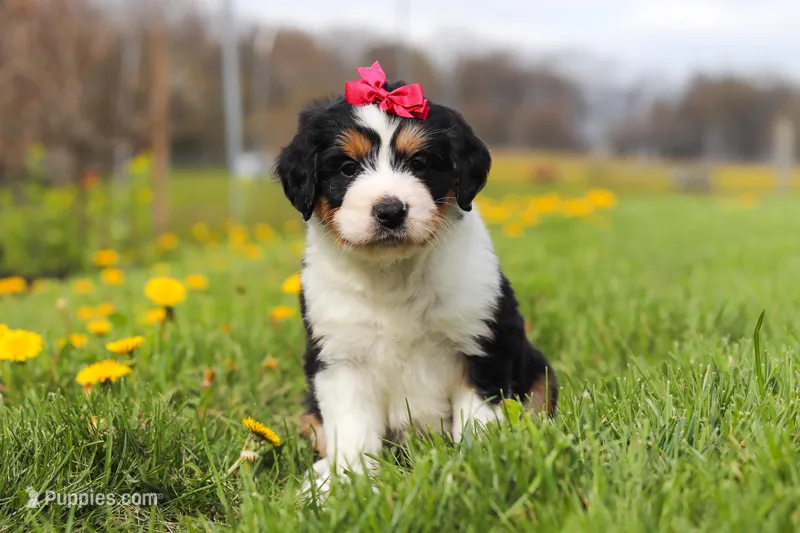 Teyana – Miniature Bernedoodle puppy for sale in Fresno, OH