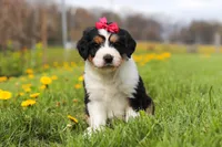 Teyana, a female Miniature Bernedoodle for sale in Fresno, OH – Photo 1 of 5