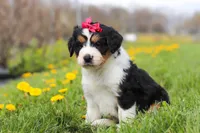 Teyana, a female Miniature Bernedoodle for sale in Fresno, OH – Photo 2 of 5