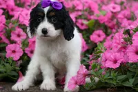  Priscilla, a female Cavapoo for sale in Fresno, OH – 5 of 9