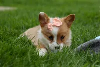 Dixie 🐶💖, a female Pembroke Welsh Corgi for sale in Fresno, OH – Photo 4 of 9