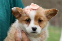 Dixie 🐶💖, a female Pembroke Welsh Corgi for sale in Fresno, OH – Photo 3 of 9