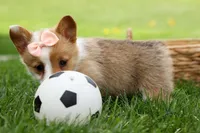 Dixie 🐶💖, a female Pembroke Welsh Corgi for sale in Fresno, OH – Photo 7 of 9