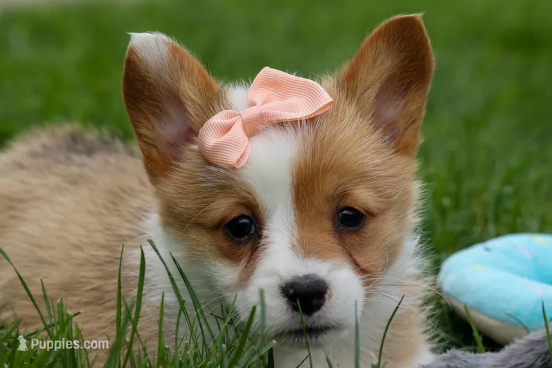 Dixie 🐶💖 – Pembroke Welsh Corgi puppy for sale in Fresno, OH