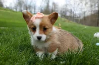 Dixie 🐶💖, a female Pembroke Welsh Corgi for sale in Fresno, OH – Photo 2 of 9