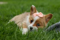 Dixie 🐶💖, a female Pembroke Welsh Corgi for sale in Fresno, OH – Photo 5 of 9