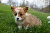 Dixie 🐶💖, a female Pembroke Welsh Corgi for sale in Fresno, OH – Photo 6 of 9