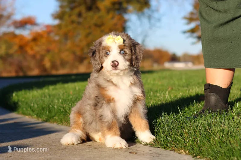 Jasmine – Miniature Bernedoodle puppy for sale in Fresno, OH