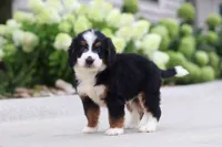 Diesel, a male Miniature Bernedoodle for sale in Fresno, OH – 3 of 5
