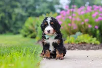 Brandon, a male Miniature Bernedoodle for sale in Fresno, OH – 5 of 6