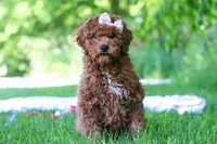 Willow, a female Miniature Goldendoodle for sale in Fresno, OH – 5 of 5