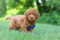 Christiano, a male Goldendoodle for sale in Fresno, OH – 2 of 6