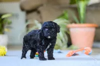 Asher, a male Poodle - Miniature  for sale in Fresno, OH – 3 of 6