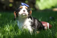 Dotson 🐾, a male Cavalier King Charles Spaniel for sale in Fresno, OH – 9 of 10