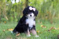 Asia, a female Miniature Bernedoodle for sale in Fresno, OH – 4 of 6