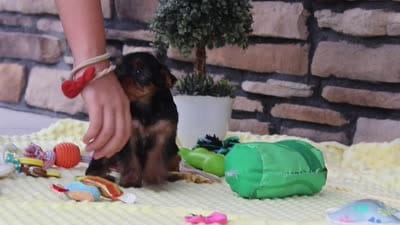 Cali, a female Yorkshire Terrier for sale in Fresno, OH – 7 of 7