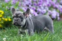 Flora Jane 🩷, a female French Bulldog for sale in Fresno, OH – 7 of 10