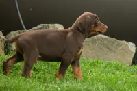 Deacon (Red Rust) 🐶🖤🐾, a male Doberman Pinscher for sale in Fresno, OH – 7 of 10