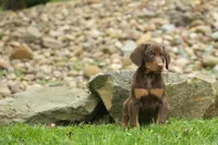 Deacon (Red Rust) 🐶🖤🐾, a male Doberman Pinscher for sale in Fresno, OH – 4 of 10