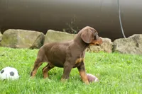 Deacon (Red Rust) 🐶🖤🐾, a male Doberman Pinscher for sale in Fresno, OH – 8 of 10