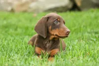 Deacon (Red Rust) 🐶🖤🐾, a male Doberman Pinscher for sale in Fresno, OH – 9 of 10