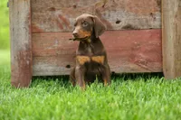 Deacon (Red Rust) 🐶🖤🐾, a male Doberman Pinscher for sale in Fresno, OH – 2 of 10