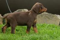 Deacon (Red Rust) 🐶🖤🐾, a male Doberman Pinscher for sale in Fresno, OH – 3 of 10