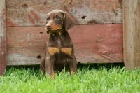 Deacon (Red Rust) 🐶🖤🐾, a male Doberman Pinscher for sale in Fresno, OH – 6 of 10