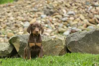 Deacon (Red Rust) 🐶🖤🐾, a male Doberman Pinscher for sale in Fresno, OH – 10 of 10