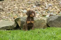 Deacon (Red Rust) 🐶🖤🐾, a male Doberman Pinscher for sale in Fresno, OH – 1 of 10