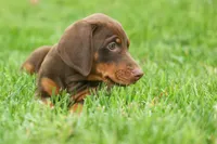 Deacon (Red Rust) 🐶🖤🐾, a male Doberman Pinscher for sale in Fresno, OH – 5 of 10