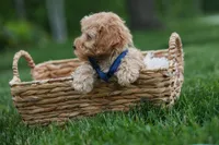 Eugene 💛🐾, a male Havapoo for sale in Fresno, OH – 2 of 10