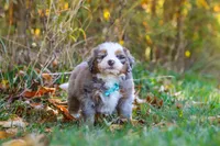 Shadow, a male Miniature Bernedoodle for sale in Fresno, OH – 6 of 7