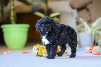 Blake, a male Poodle - Miniature  for sale in Fresno, OH – 8 of 9