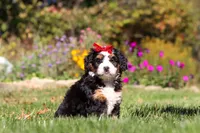Madonna, a female Miniature Bernedoodle for sale in Fresno, OH – 4 of 7