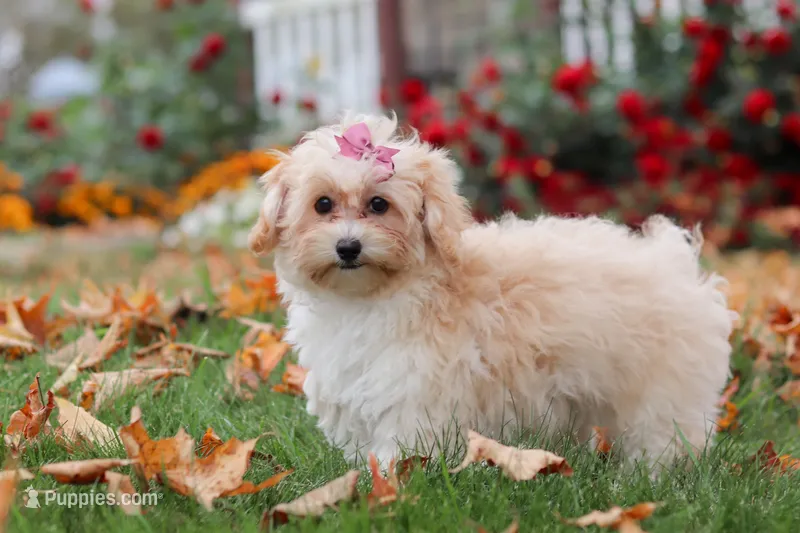 Nicole – Havapoo puppy for sale in Fresno, OH