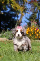 Molly, a female Miniature Bernedoodle for sale in Fresno, OH – 5 of 7