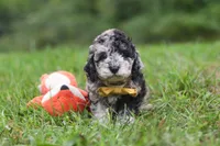 Jonah, a male Cavapoo for sale in Fresno, OH – 2 of 8