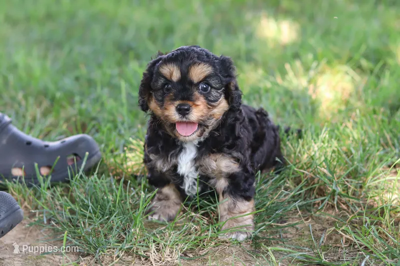 Logan – Cavapoo puppy for sale in Fresno, OH