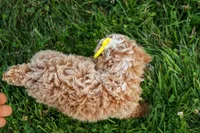 Ginger 🌸, a female Poodle - Miniature  for sale in Fresno, OH – 7 of 10