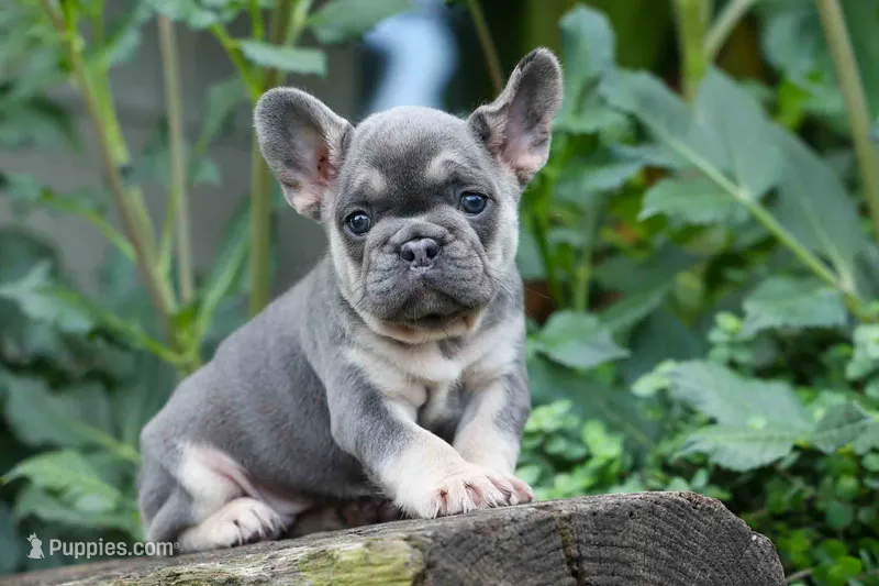 Flora Jane 🩷 – French Bulldog puppy for sale in Fresno, OH