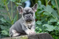 Flora Jane 🩷, a female French Bulldog for sale in Fresno, OH – 1 of 10